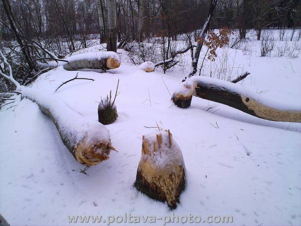 Полтава ворскла природа зима фото бобры (12)