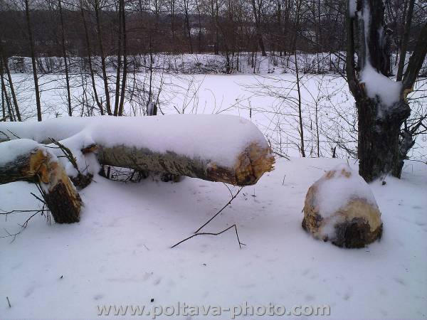 Полтава ворскла природа зима фото бобры (11)