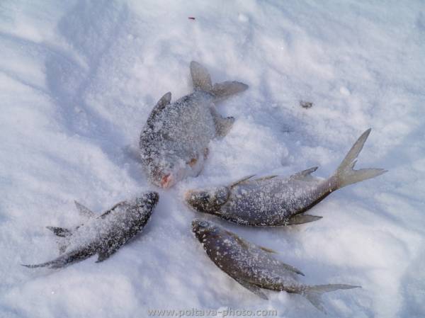 зима 2010 ворскла рыбалка улов