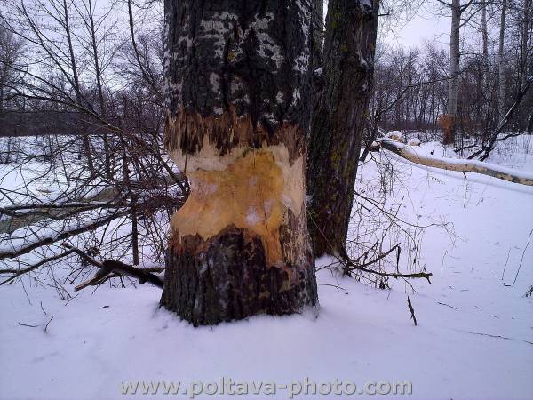 подрубаное дерево