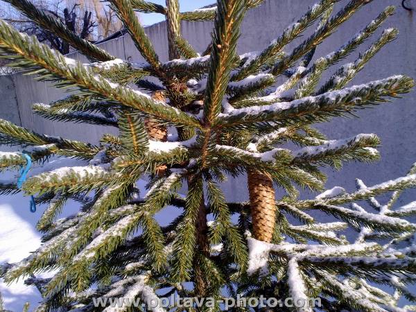 Полтава фото природа зимой (04)